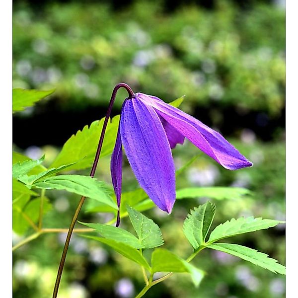 Frühe Alpen Waldrebe Georg 60-80cm - Clematis macropetala günstig online kaufen