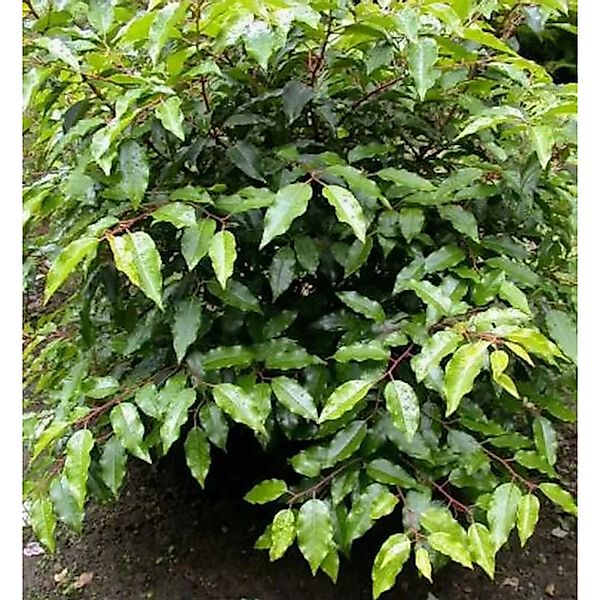 Portugiesische Lorbeerkirsche Angustifolia 100-125cm - Prunus,usitanica günstig online kaufen