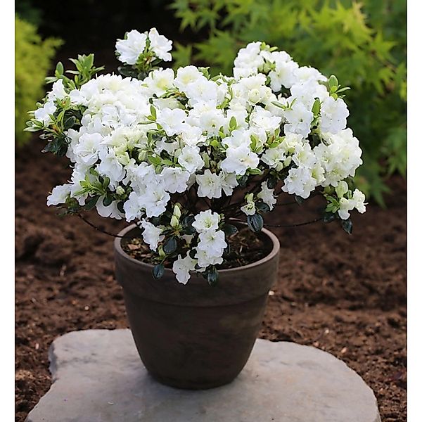 Japanische Azalee Schneewittchen 20-25cm - Rhododendron obtusum - Zwerg Alp günstig online kaufen