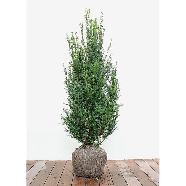 Taxus baccata 100-125 cm günstig online kaufen
