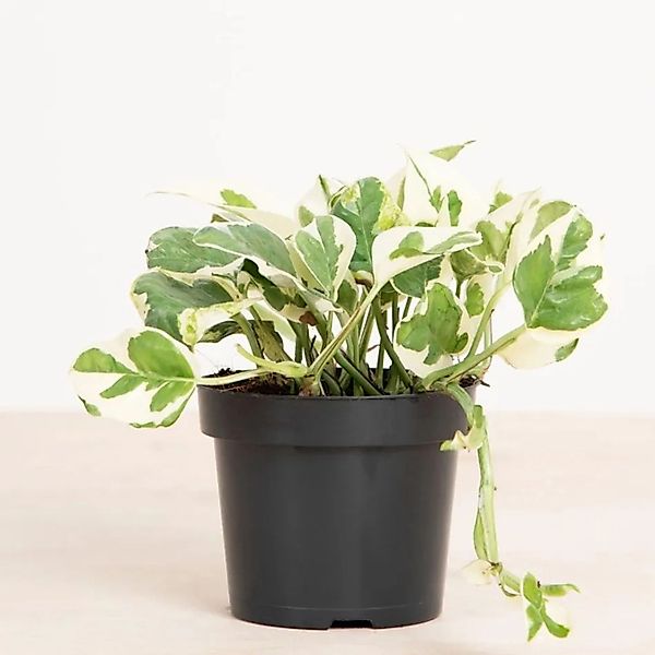 GROW by OBI Efeutute NJoy Höhe ca. 15 cm Topf-Ø ca. 12 cm Scindapsus günstig online kaufen