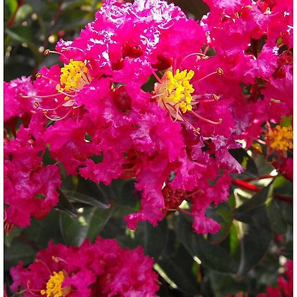 Chinesische Kräuselmyrte Red Imperator 60-80cm - Lagerstroemia indica günstig online kaufen