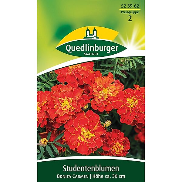 Quedlinburger Studentenblume ''Bonita Carmen'' günstig online kaufen