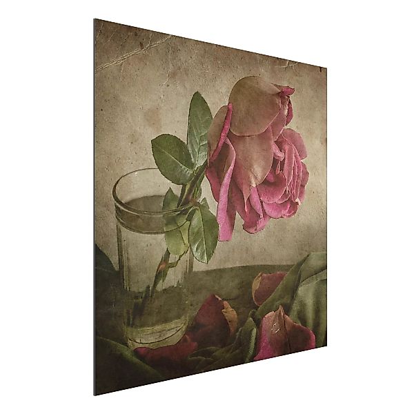 Alu-Dibond Bild Blumen - Quadrat Tear of a Rose günstig online kaufen