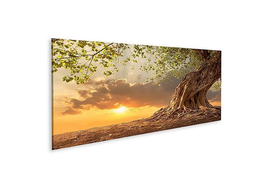 islandburner Leinwandbild Bild auf Leinwand Schöner Baum bei Sonnenuntergan günstig online kaufen