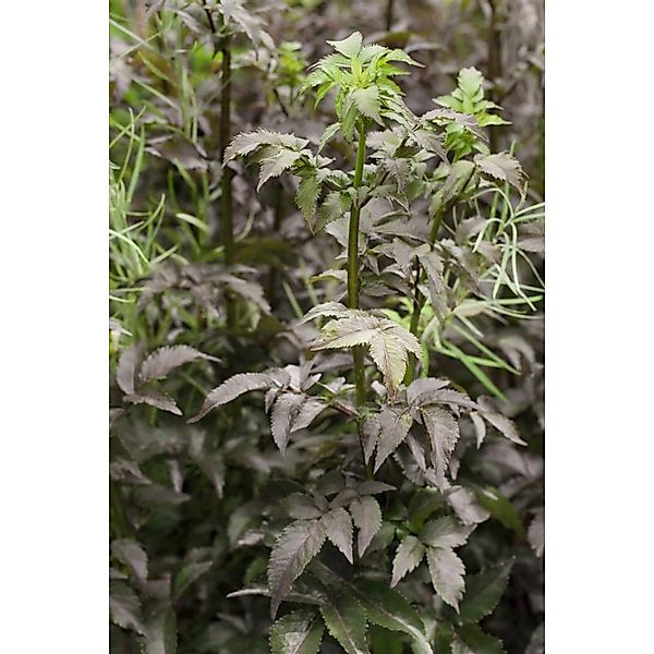 Sambucus Nigra Black Tower Schwarzer Holunder Dunkelviolett 40–60 cm günstig online kaufen