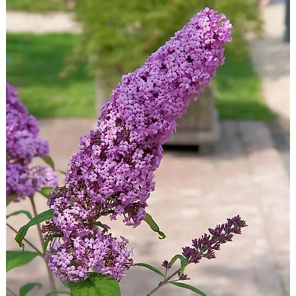 Sommerflieder Pink Delight 30-40cm - Buddleja günstig online kaufen