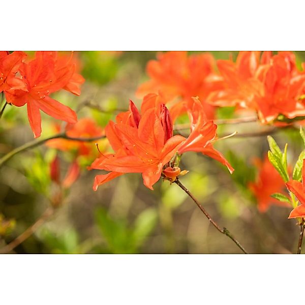 Rhododendron Mollis X Sinensis Azalee 40-50 cm günstig online kaufen