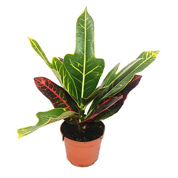 Exotenherz Wunderstrauch Croton Var Codiaeum 9cm Topf Zimmerpflanze günstig online kaufen