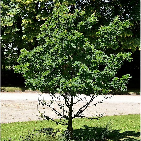 Zwerg Säuleneiche 60-80cm - Quercus robur günstig online kaufen