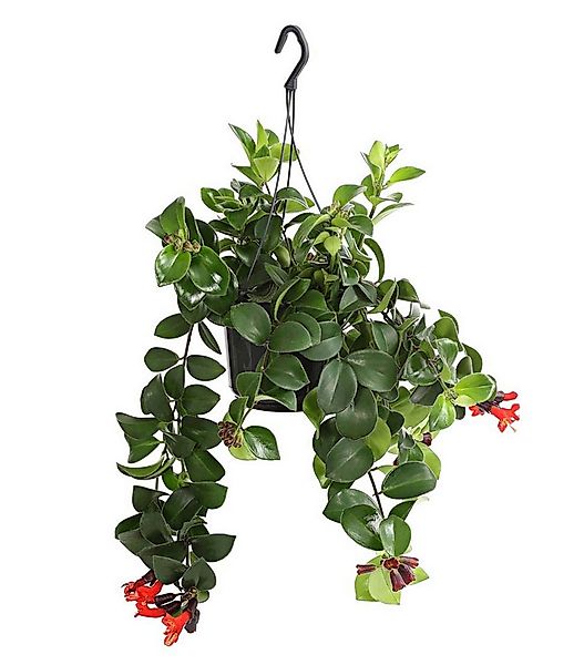 Dehner Zimmerpflanze Schamblume Mona Lisa, in Blumenampel, 40-45 cm, Ø Topf günstig online kaufen