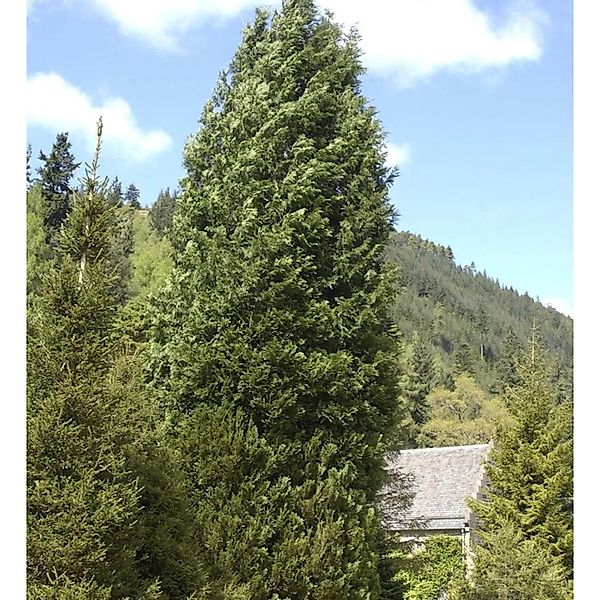 Grün Blaue Scheinzypresse 40-60cm - Chamaecyparis,awsoniana günstig online kaufen