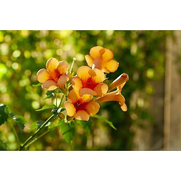 Campsis Radicans Indian Summer Trompetenblume Orange 60–100 cm günstig online kaufen