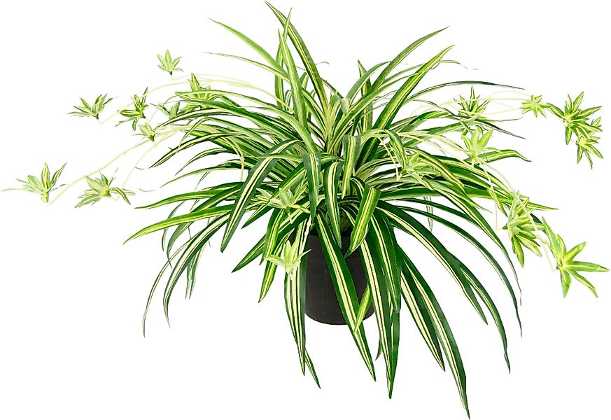 Kunstpflanze Wasserlilie, I.GE.A., Höhe 40 cm, günstig online kaufen