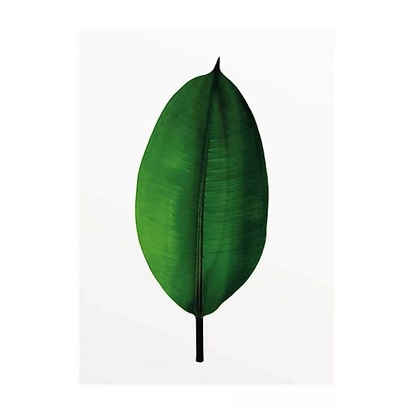 Komar Wandbild Ficus Leaf Pflanzen B/L: ca. 30x40 cm günstig online kaufen