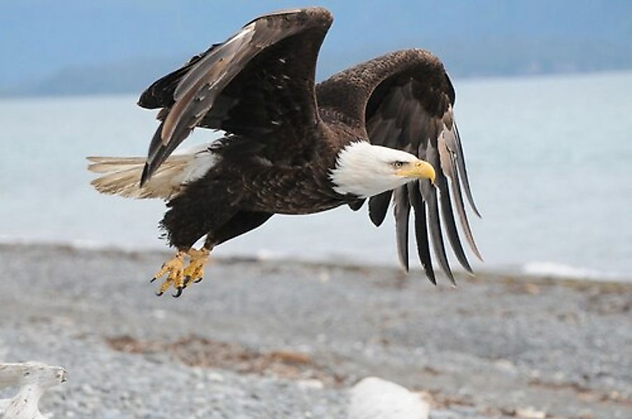 Papermoon Fototapete »Weißkopfseeadler« günstig online kaufen