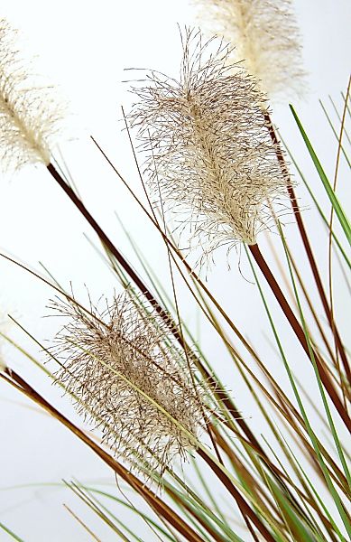 I.GE.A. Kunstgras "Pampasgras" im Kunststofftopf günstig online kaufen