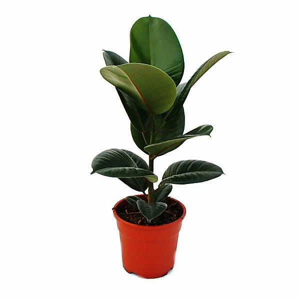 Exotenherz Gummibaumduo 2Er Set mit 2 Verschiedenen Ficus Elastica Pflanzen günstig online kaufen