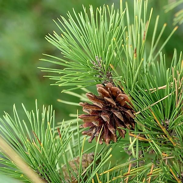 Virginiakiefer 40-50cm - Pinus virginiana günstig online kaufen