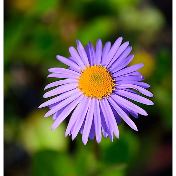 Frühsommeraster Napsbury - Aster tongolensis günstig online kaufen