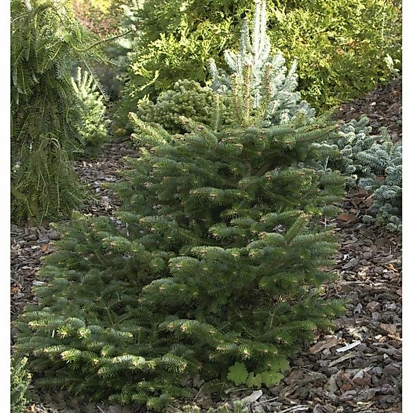 Griechische Zwerg Tanne Meyers Dwarf 40-50cm - Abies cephalonica günstig online kaufen