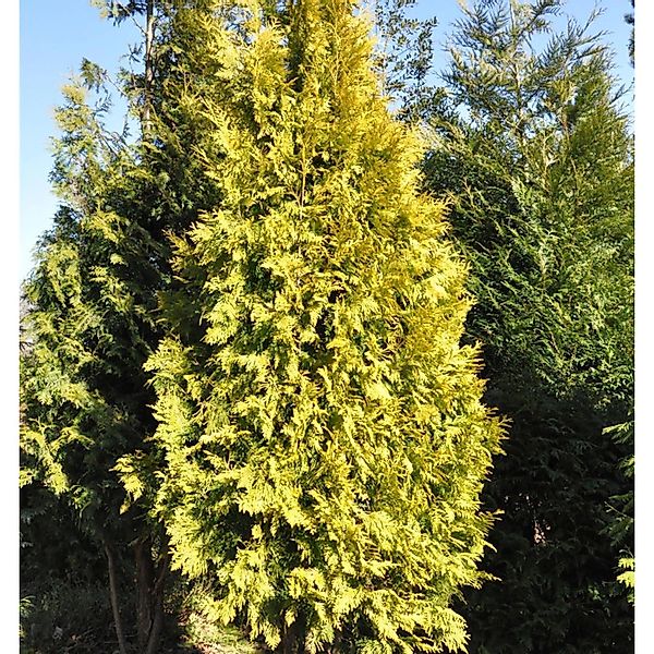 Lebensbaum Europa Gold 60-80cm - Thuja occidentalis günstig online kaufen