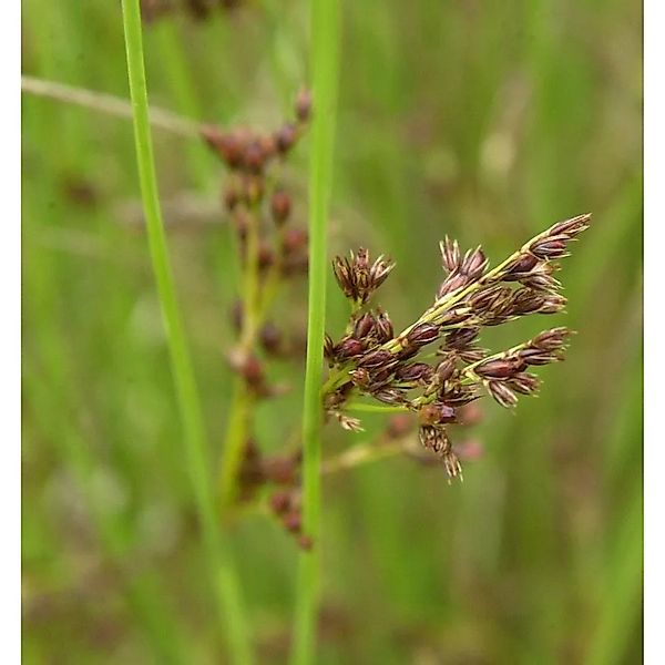 Blaugrüne Binse - Juncus inflexus günstig online kaufen