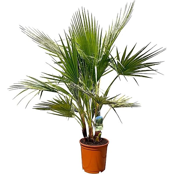 Sunny-Tree Palme Washingtonia Robusta Multistamm 140-160 cm inkl. Topf Mexi günstig online kaufen