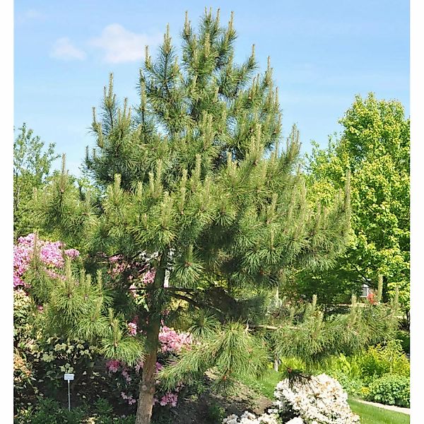Chinesische Kiefer 40-50cm - Pinus tabuliiformis günstig online kaufen