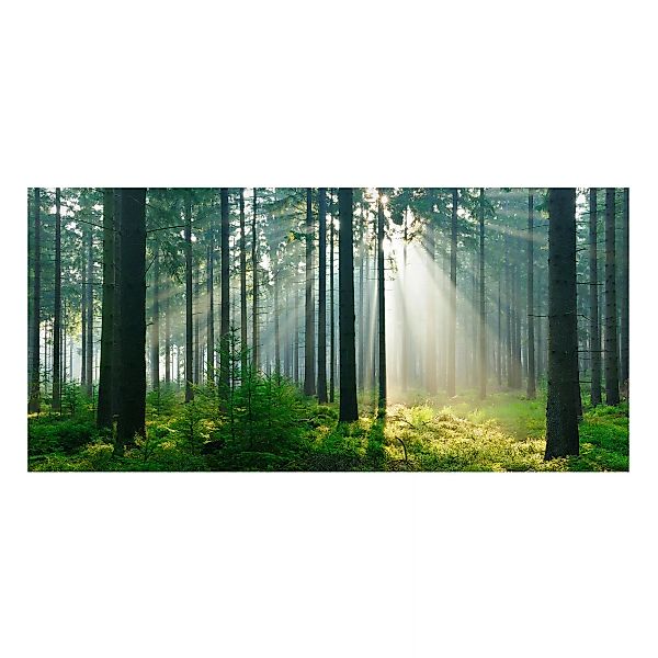 Magnettafel Natur & Landschaft - Querformat 2:1 Enlightened Forest günstig online kaufen