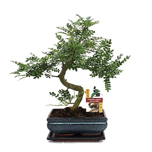 Exotenherz Bonsai Szechuan-Pfeffer Zanthoxylum Piperitum ca. 10 Jahre günstig online kaufen