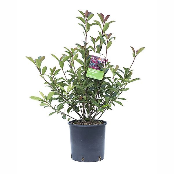 GROW by OBI Glanzmispel Carré Rouge Busch Topf ca. 5, Photinia fraseri günstig online kaufen