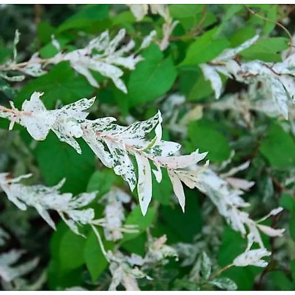 Zierweide Hakuro Nishiki 30-40cm - Salix integra günstig online kaufen