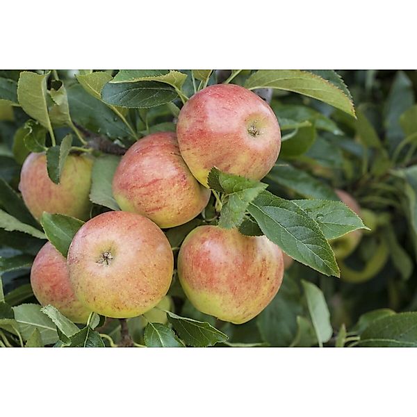 Malus James Grieve Apfelbaum CAC 150-200cm günstig online kaufen