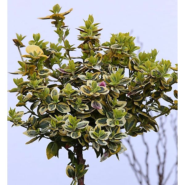 Hochstamm Goldbunte Kriechspindel 80-100cm - Euonymus fortunei günstig online kaufen