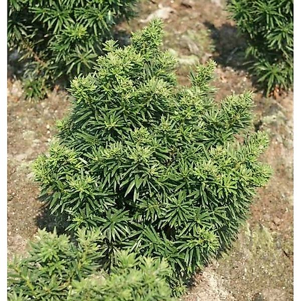 Zwerg Eibe Fips 15-20cm - Taxus baccata günstig online kaufen