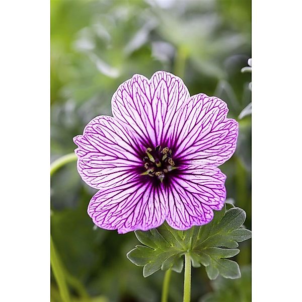 Geranium Cinereum Ballerina Aschgrauer Storchschnabel Ca. 9x9 cm Topf günstig online kaufen