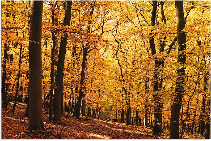 Artland Wandbild "Spaziergang im Herbstwald", Wald, (1 St.), als Alubild, O günstig online kaufen