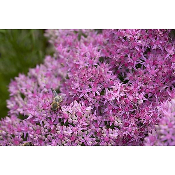 Sedum Spectabile Carl Fetthenne Ca. 11x11 cm Topf günstig online kaufen