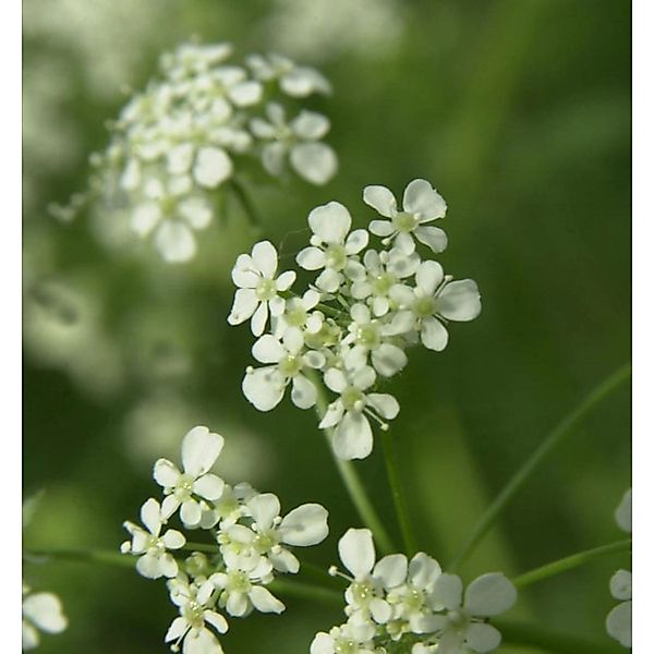 Wiesenkerbel - Anthriscus sylvestris günstig online kaufen