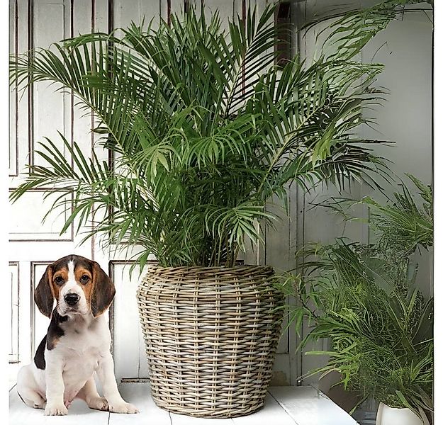 LebensWohnArt Dekokorb Pflanzkorb BÜSUM Natural Grey ca. 50cm Natur-Rattan günstig online kaufen