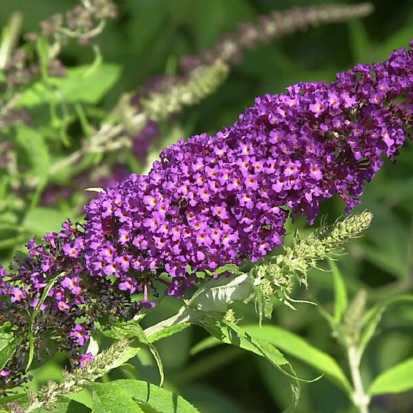 Schmetterlingsflieder Summer Bird Raspberry 30-40cm - Buddleja günstig online kaufen