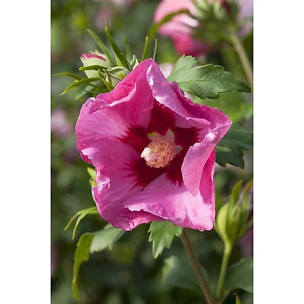 Hibiscus Syriacus Gartenhibiskus Pink Giant R Ca 12 cm Topf günstig online kaufen