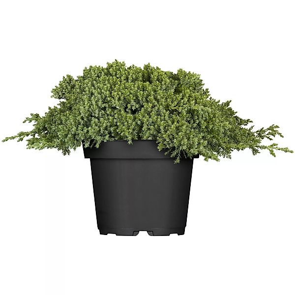 OBI Kriech-Wacholder Nana Höhe ca. 5 - 10 cm Topf ca. 2 l Juniperus günstig online kaufen
