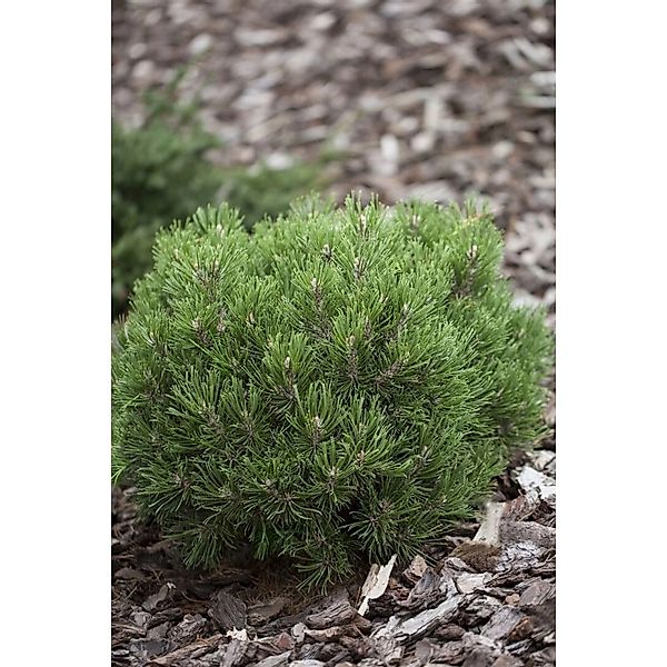 Pinus Uncinata Heideperle Berg-Kiefer Kompakt 30–40 cm günstig online kaufen
