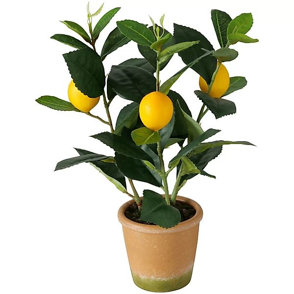 Boltze Topfpflanze Zitrone 32 cm x ø 22 cm Grün-Gelb günstig online kaufen