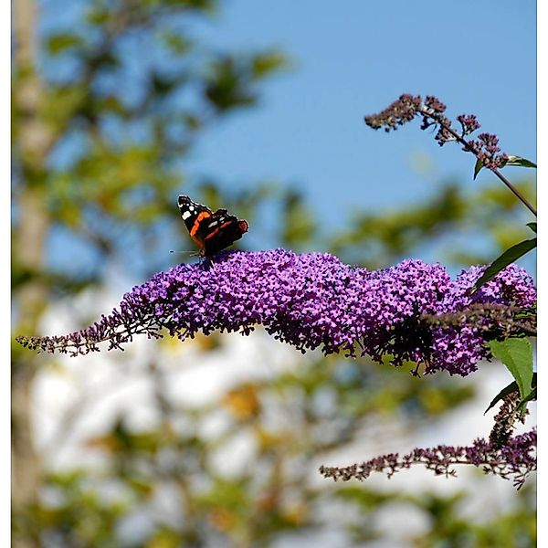 Sommerflieder Fascination 40-60cm - Buddleja günstig online kaufen