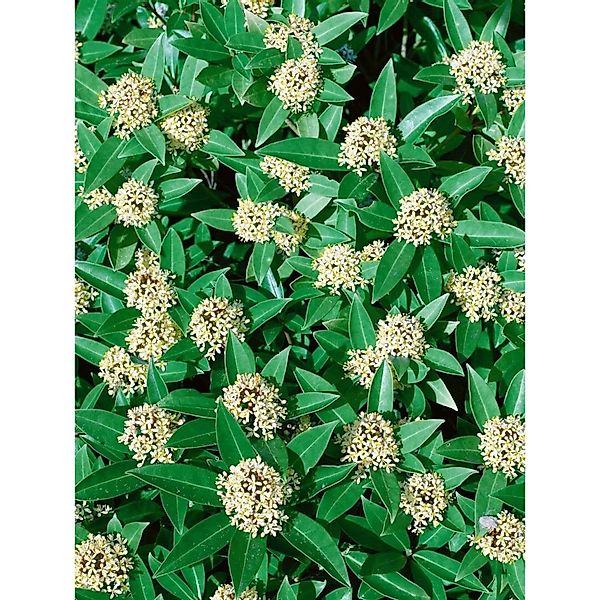 Skimmia Japonica White Globe Immergrün Weiße Blüten 30–40 cm günstig online kaufen
