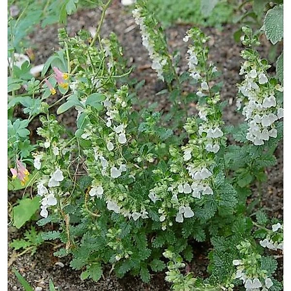 Immergrüner Gamander Alba - Teucrium,ucidrys günstig online kaufen