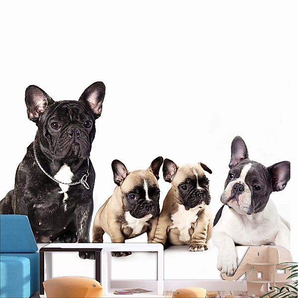 Fototapete - French Dogs günstig online kaufen